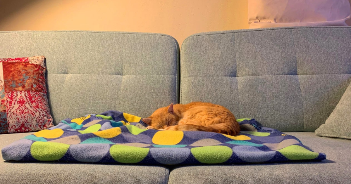 Katze schläft entspannt auf einem Sofa, Sinnbild für Ruhe und die heilende Kraft von Samtpfoten.